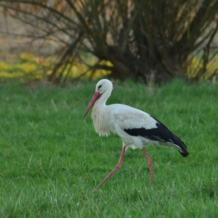 storch